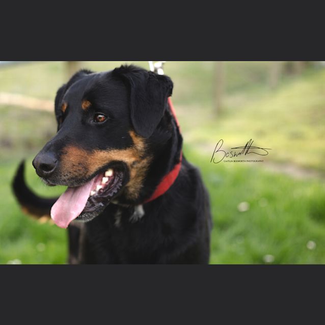 Photo of Bailey
