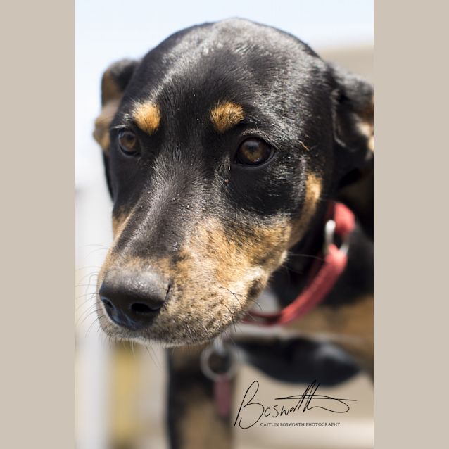 Photo of Casey