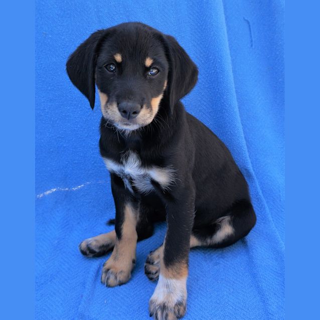 Photo of Layla