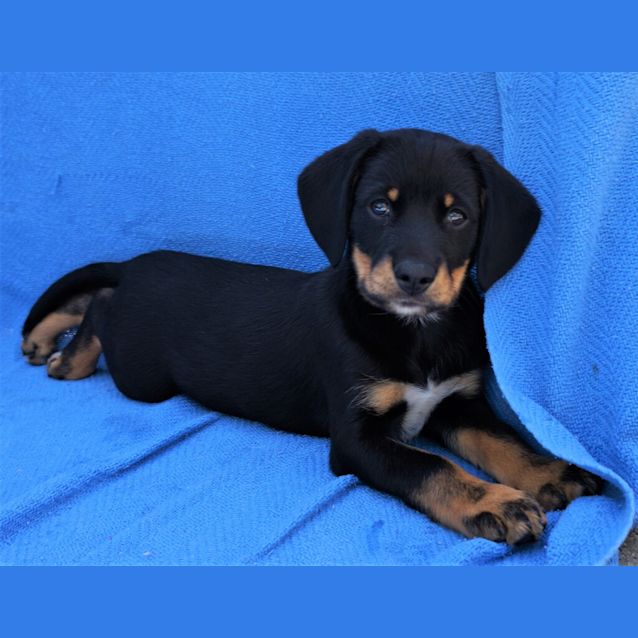 Photo of Lady