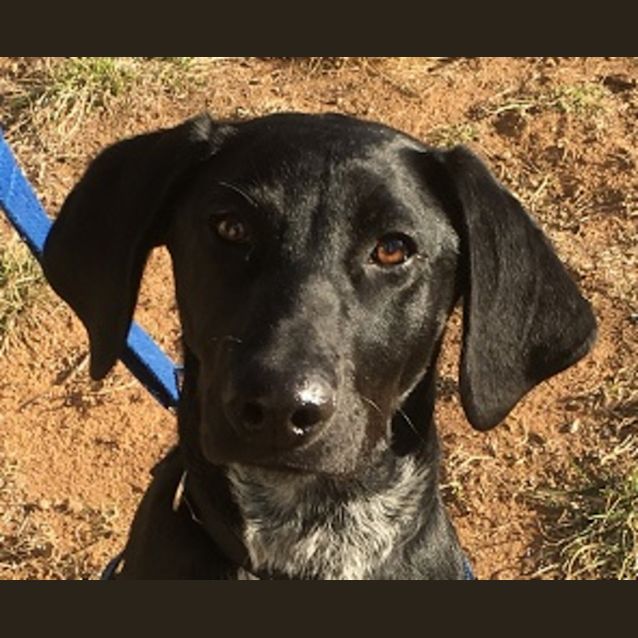 Photo of Ebony