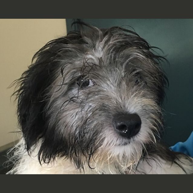 Photo of Rudolf