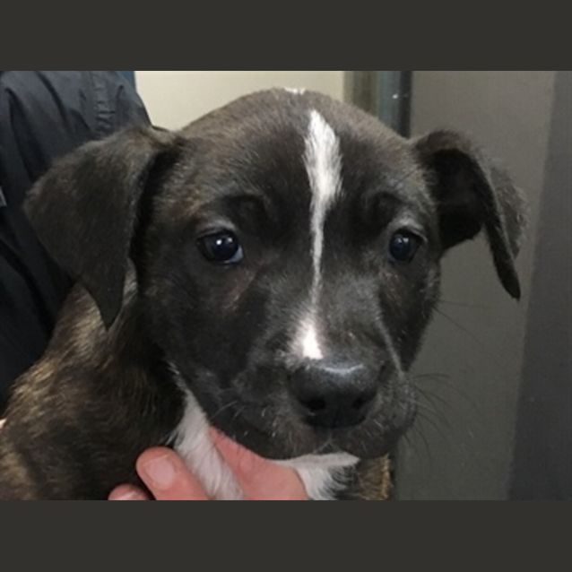 Photo of Jazz