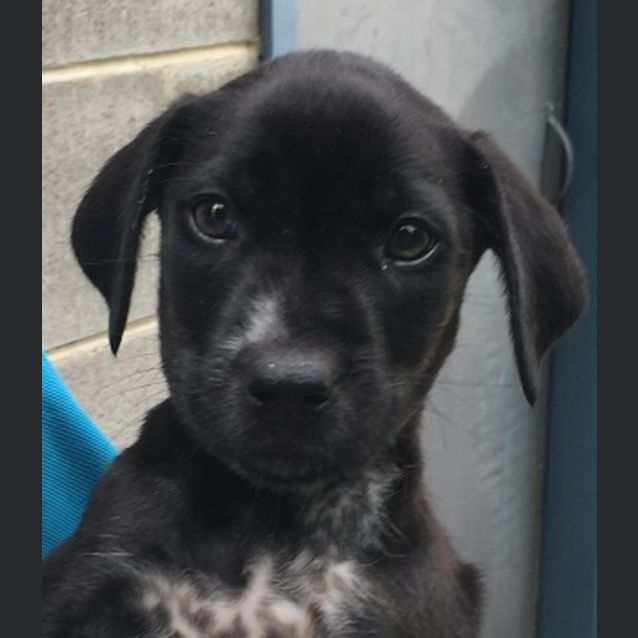 Photo of Dodge