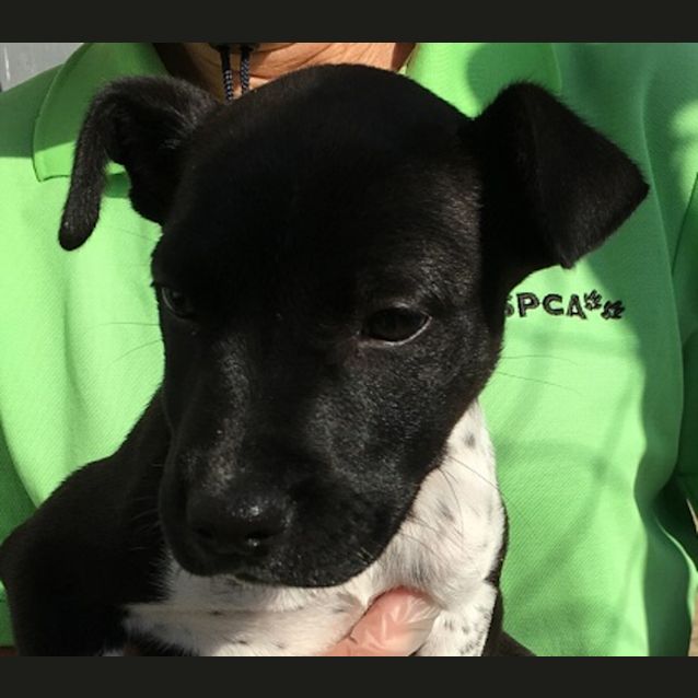 Photo of Oreo