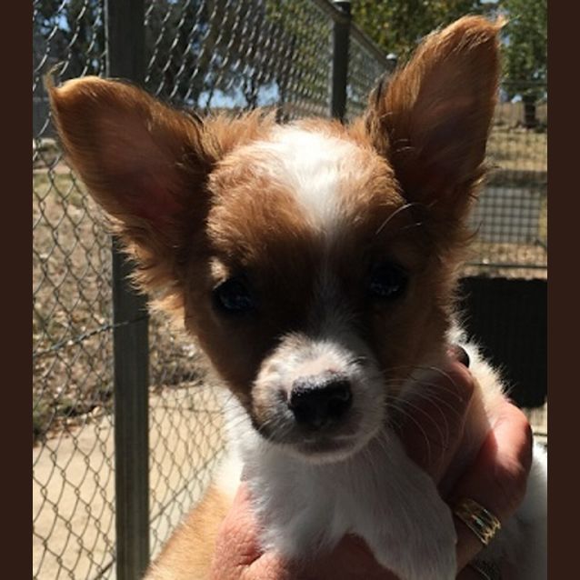 Photo of Harvey