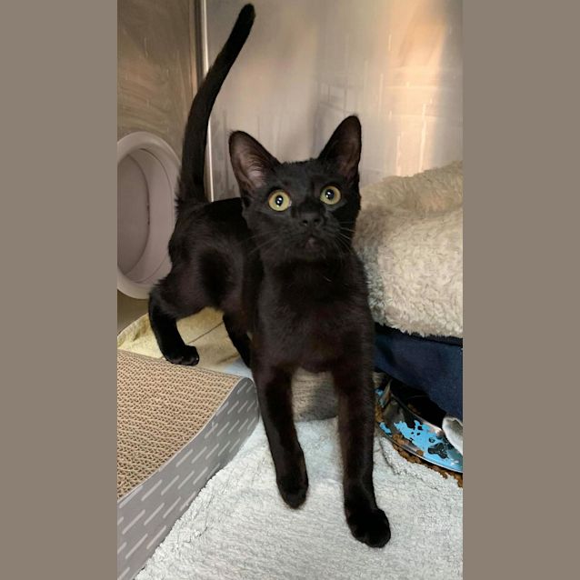 Photo of Luna