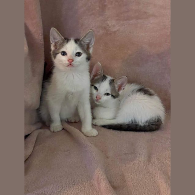 Photo of Hector And Grey