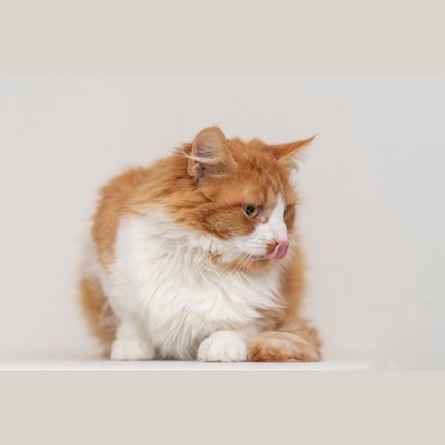 Photo of Coco **2nd Chance Cat Rescue**