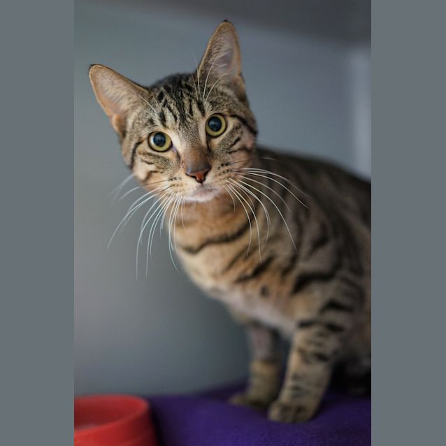 Photo of Ziggy