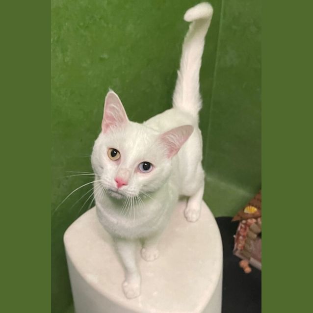 Photo of Lucky