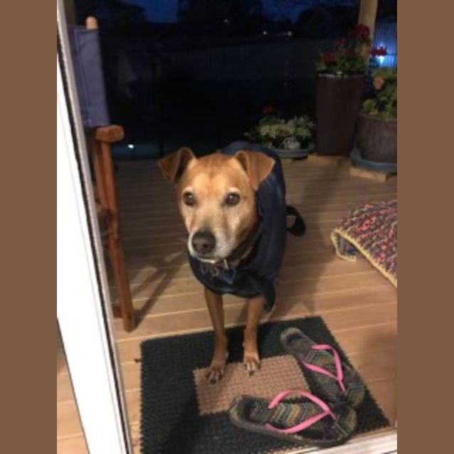 Photo of Clifford ~ 10yr Old Mixed Breed(on Trial 17/7/22)