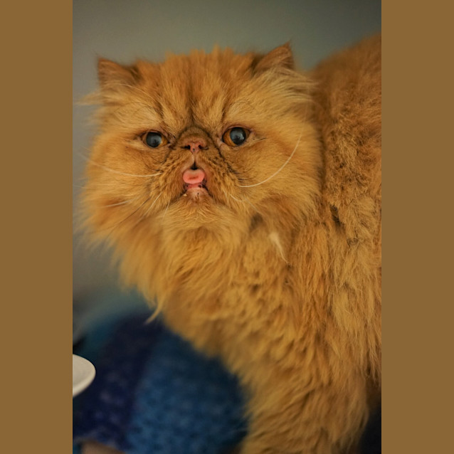 Photo of Caramel