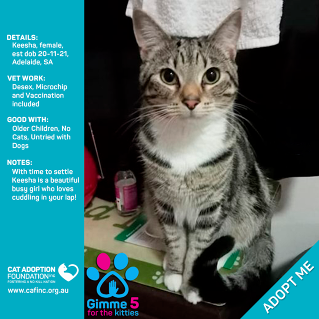 Photo of Keesha Just $39 Limited Time!