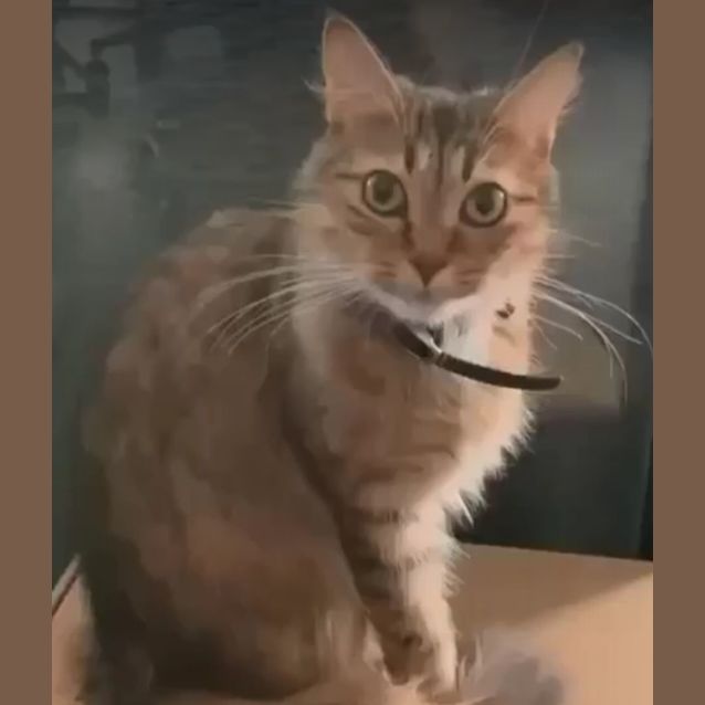 Photo of Boots**2nd Chance Cat Rescue**