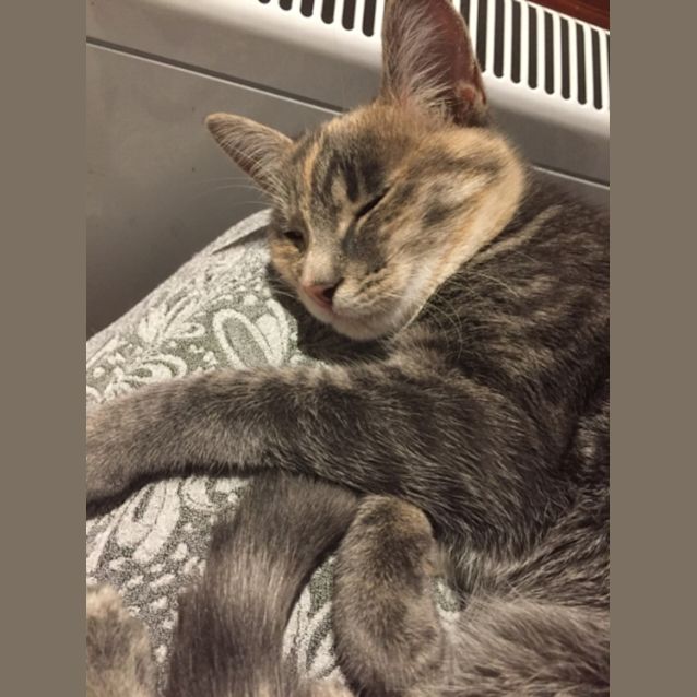 Photo of Annie