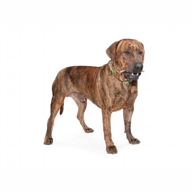 Photo of Boxer