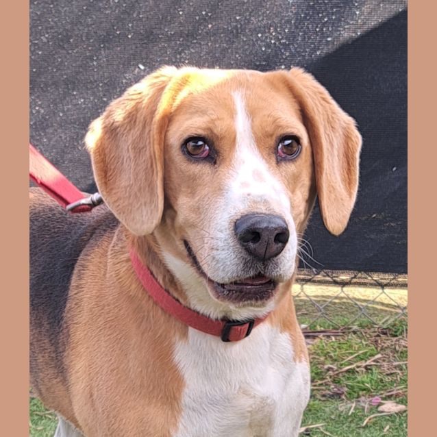 Photo of Banjo