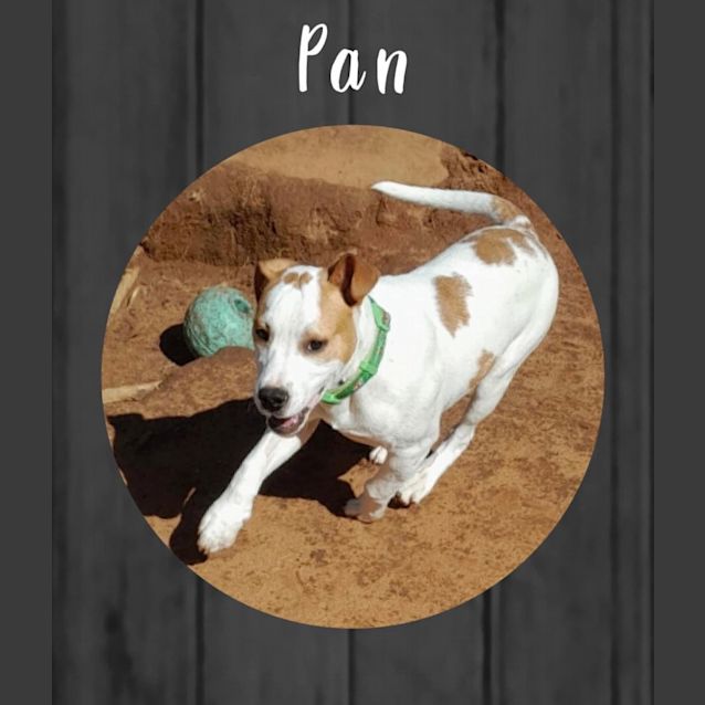 Photo of Pan