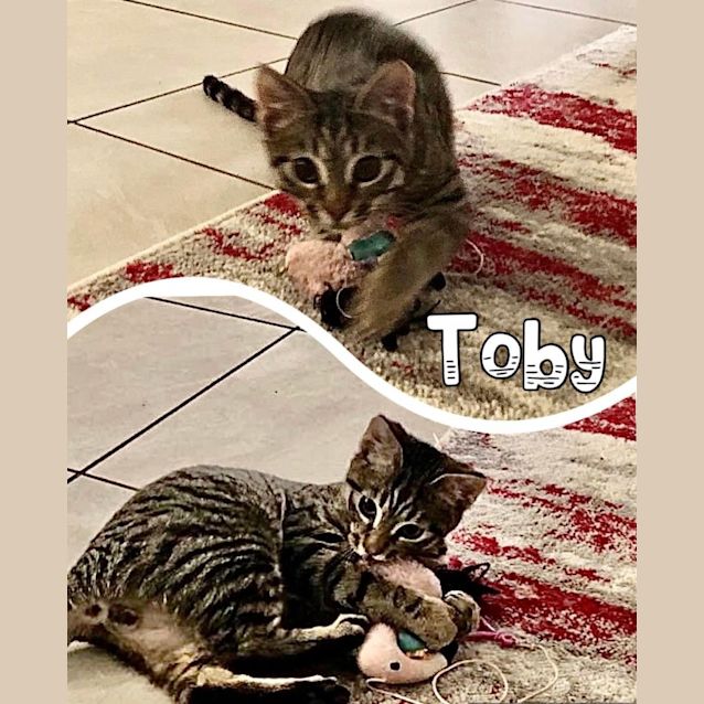 Photo of Toby