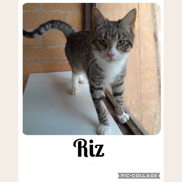 Photo of Riz
