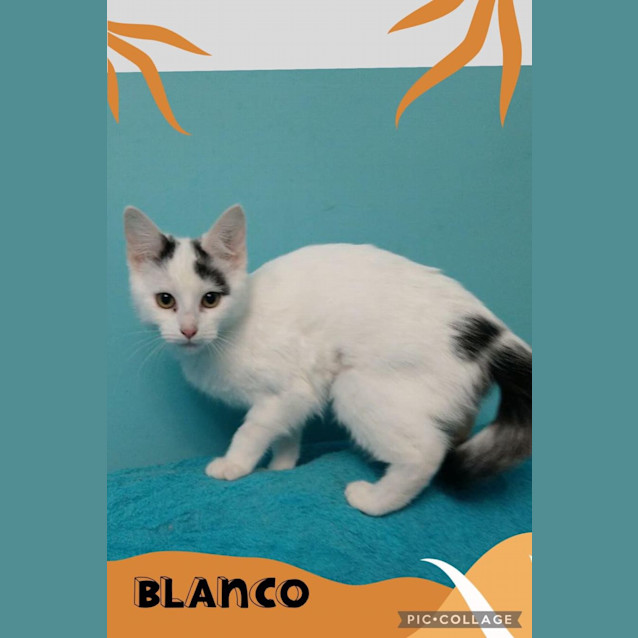 Photo of Blanco