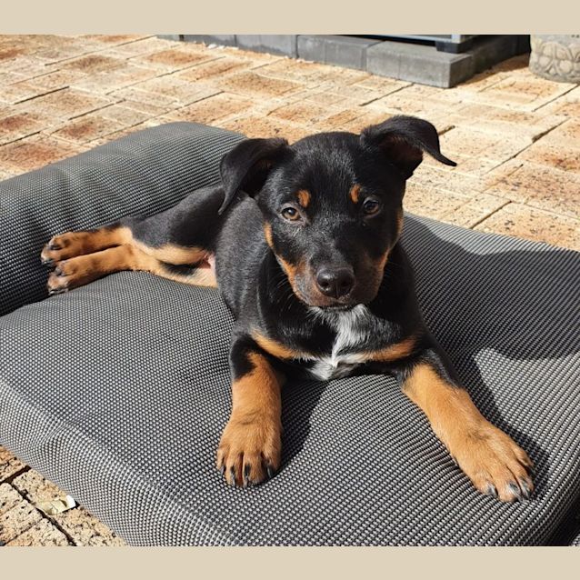Photo of Daisy 