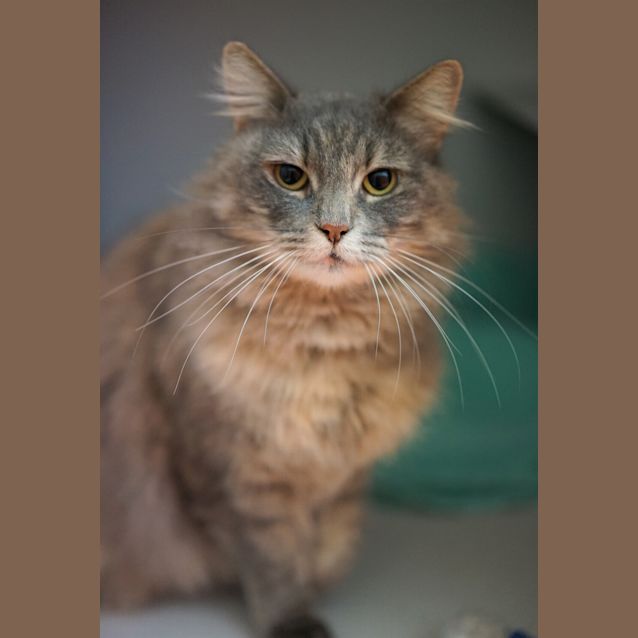 Photo of Olive