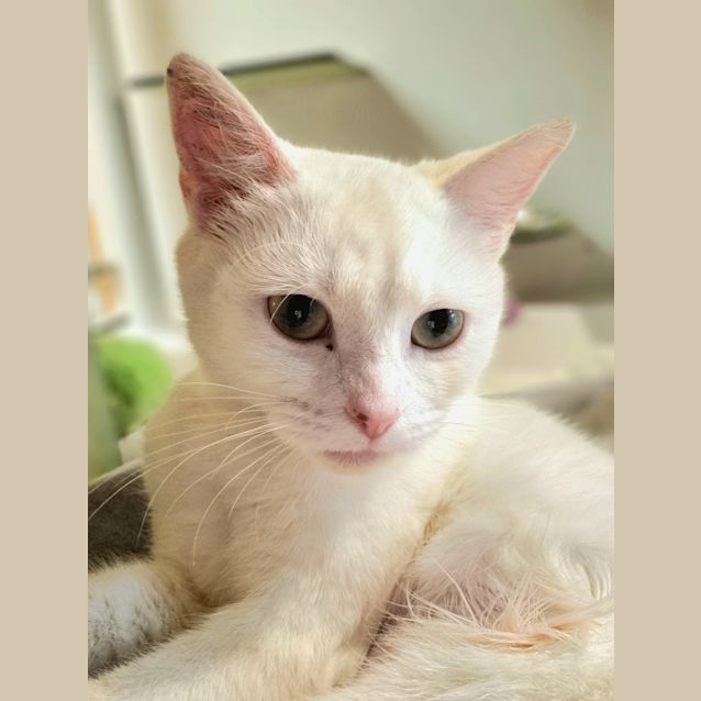 Photo of Piglet