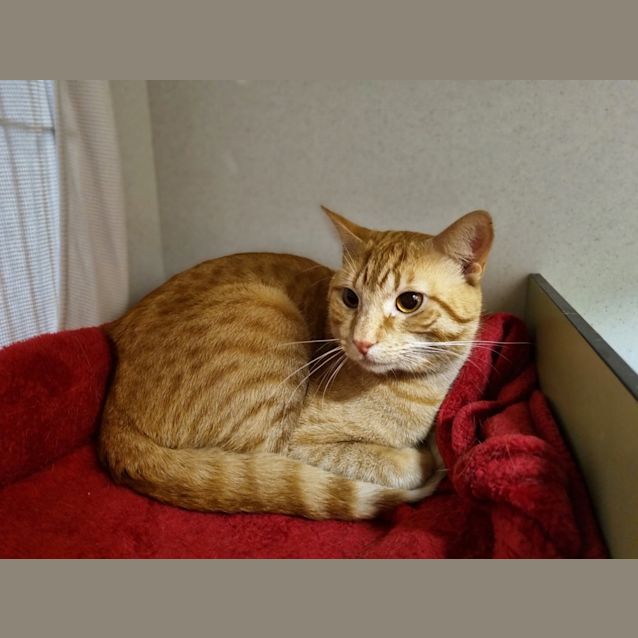 Photo of Taco