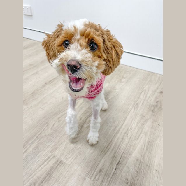 Photo of Lucy