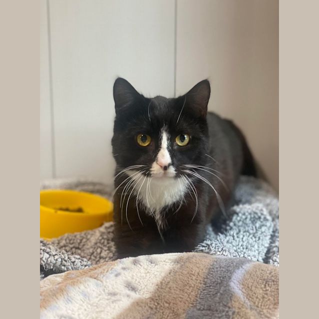 Photo of Baloo