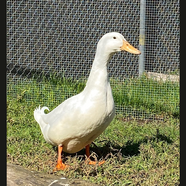 Photo of Jar Jar
