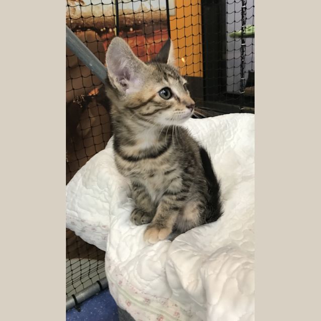 Photo of Truffle