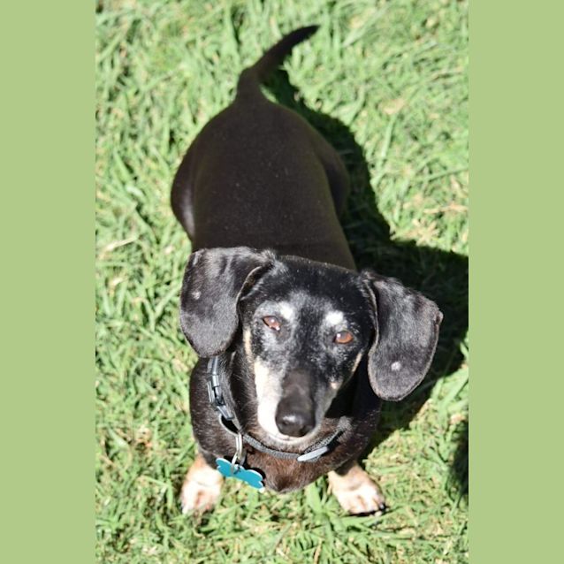 Photo of Poncho And Mila