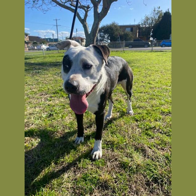 Photo of Bandit   2 Year Old Staffy X Border Collie