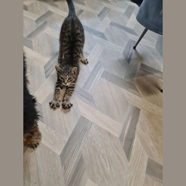 Photo of Rambo