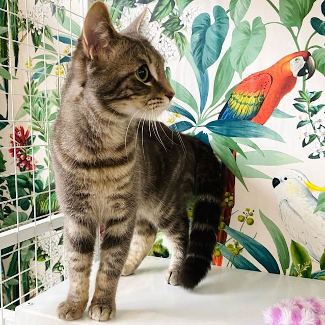 Photo of Duke   Meet Me At Pet Stock Lilydale