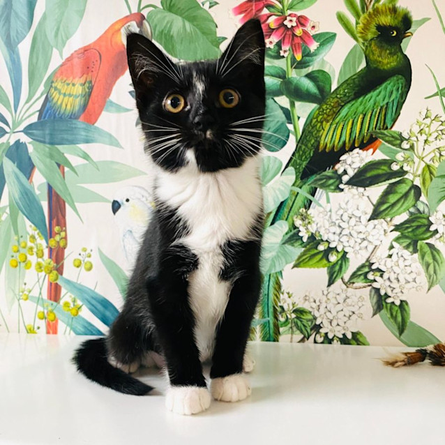 Photo of Button   Located In Preston
