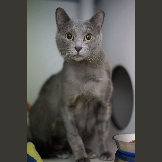 Photo of Shadow