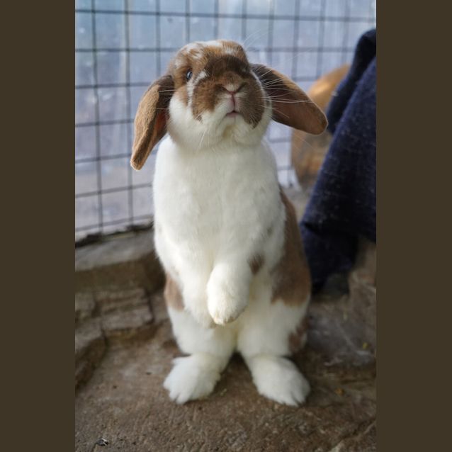 Photo of Pepper