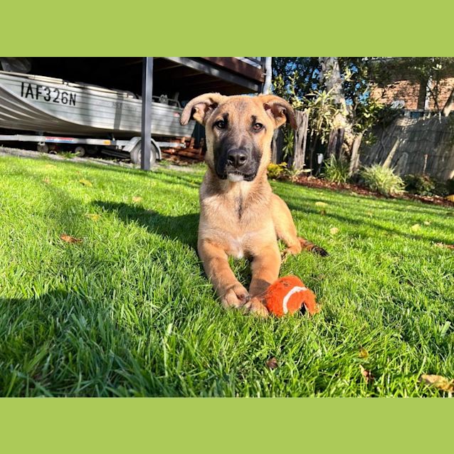 Photo of Harley / Latte