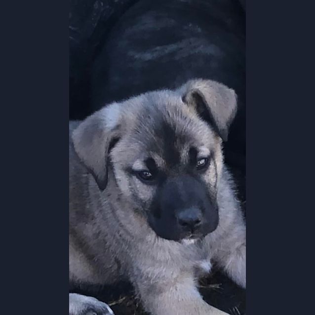 Photo of Mocona / Bandit