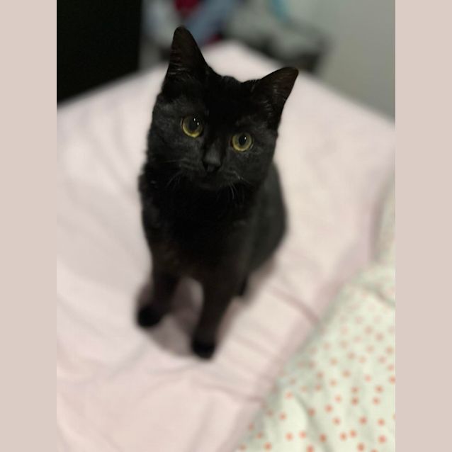 Photo of Ruby   Located In Thornbury