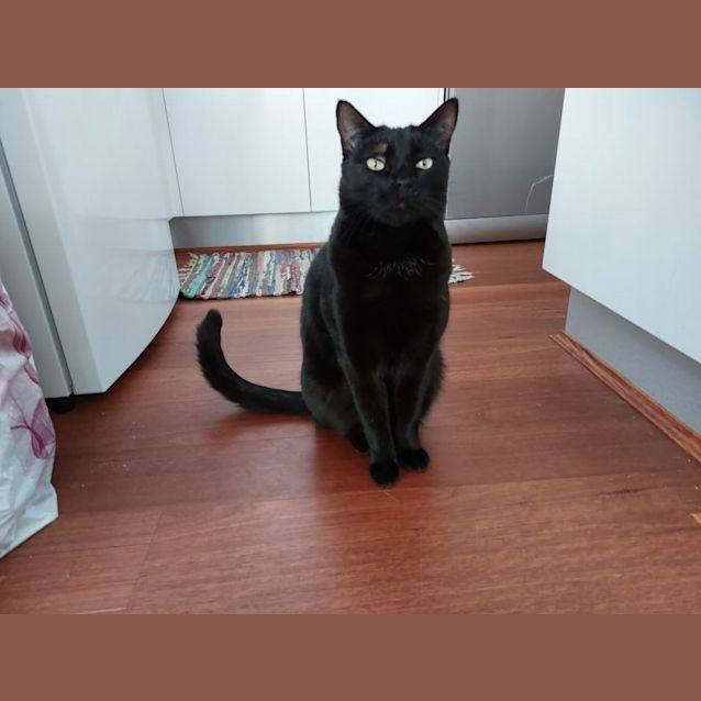 Photo of Shadow (Adult)