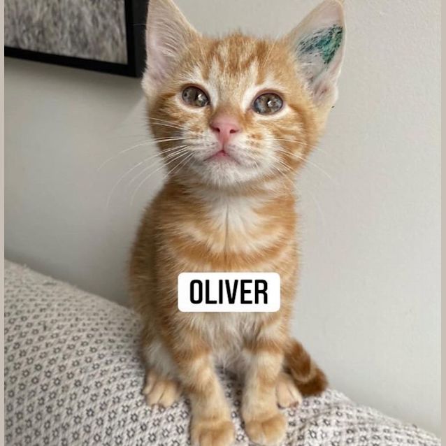 Photo of Oliver 