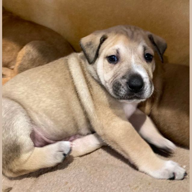 Photo of Puppy Meelo Dl2931