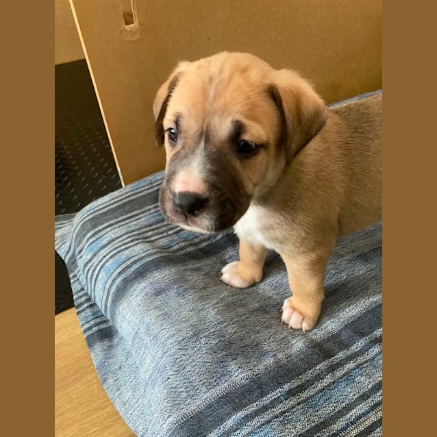 Photo of Puppy Bolin Dl2933
