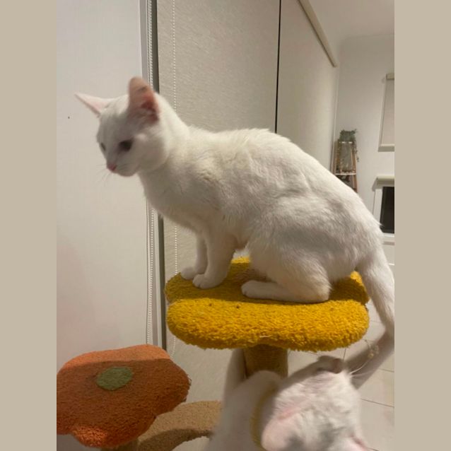 Photo of Chanel Meet Me At Petstock Hastings 