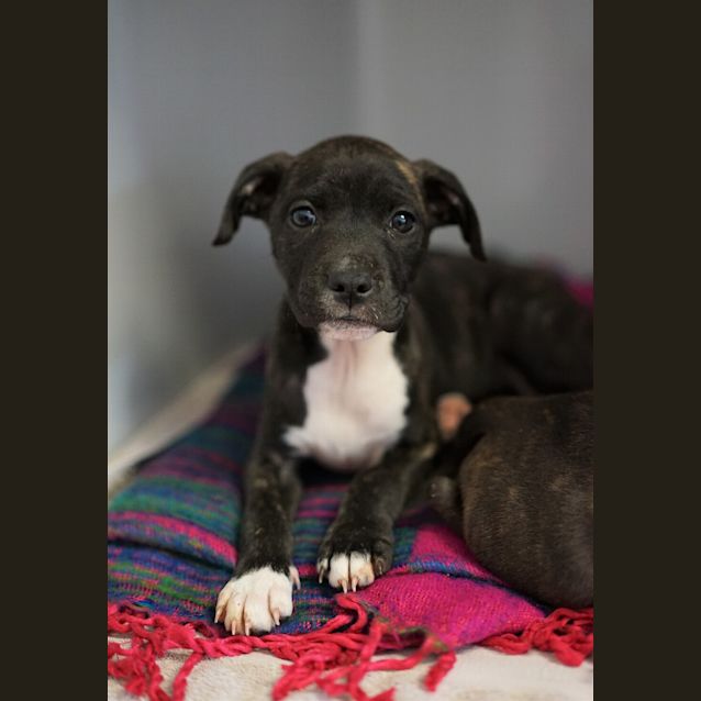 Photo of Luna